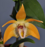 Dendrobium fleckeri. Close-up.