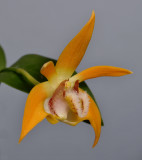 Dendrobium fleckeri. Close-up side.
