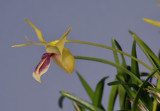 Dendrobium obyrnei. Close-up side.