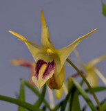 Dendrobium obyrnei. Close-up.