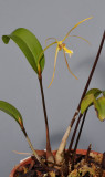 Dendrobium sp.