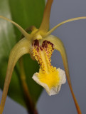 Dendrobium sp. Close-up.