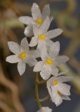 Microcoelia sp. Close-up.