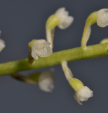 Phreatia sp. Close-up.