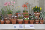 Kew. Alpine house. Bulb display.