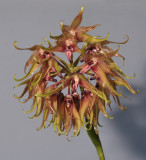Bulbophyllum ichthyosme. Closer.