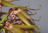 Bulbophyllum ichthyosme. Close-up side.