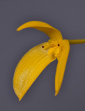 Bulbophyllum ellipticifolium. Close-up.