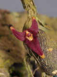 Bulbophyllum sp. Malcolm