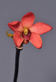 Dendrobium regale (red form)