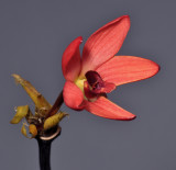 Dendrobium regale (red form)