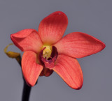 Dendrobium regale (red form). Close-up.