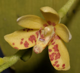 Pteroceras muluense. Close-up.