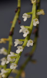 Schoenorchis minutiflora