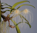 Bulbophyllum medusae. White.