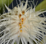 Bulbophyllum medusae. White Closer.