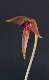 Bulbophyllum anjae. Closer side.