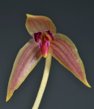Bulbophyllum anjae. Close-up.