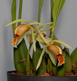 Coelogyne tommii. Closer.