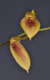 Bulbophyllum callichroma. Closer.