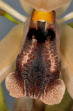 Coelogyne xyrekes. Close-up.