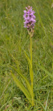 Dactylorhiza praetermissa subsp. praetermissa