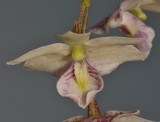 Dendrobium cruttwellii. Close-up.
