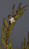 Dendrobium sp.