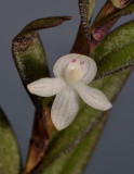 Dendrobium sp. Close-up.