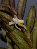 Dendrobium sp. Close-up side.