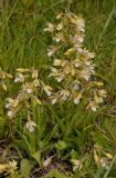 Epipactis palustris white flowered form.