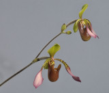 Paphiopedilum lowii. Closer.