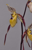 Paphiopedilum philippinense. Closer.