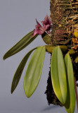 Bulbophyllum agastor
