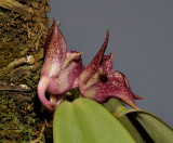 Bulbophyllum agastor. Close-up side.