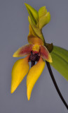 Bulbophyllum amplebracteatum ssp. carunculatum. Closer.