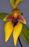 Bulbophyllum amplebracteatum ssp. carunculatum. Close-up.