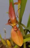Bulbophyllum rugosum. Close-up.