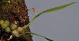 Bulbophyllum sp. sect. Brachypus