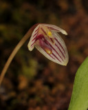 Bulbophyllum sp. sect. Brachypus. Close-up side.
