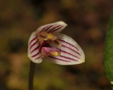 Bulbophyllum sp. sect. Brachypus. Close-up.