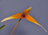 Bulbophyllum stormii. Closer.