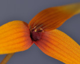 Bulbophyllum stormii. Close-up.