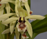 Coelogyne X Albanensis. Close-up.