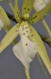 Brassia verrucosa. Close-up.
