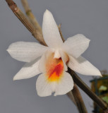 Dendrobium christyanum. Close-up.