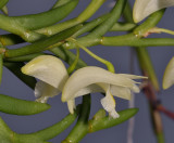 Dendrobium mannii. Close-up side.