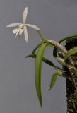 Epidendrum falcatum