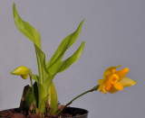 Lycaste cochleata