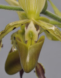 Paphiopedilum parishii. Close-up.